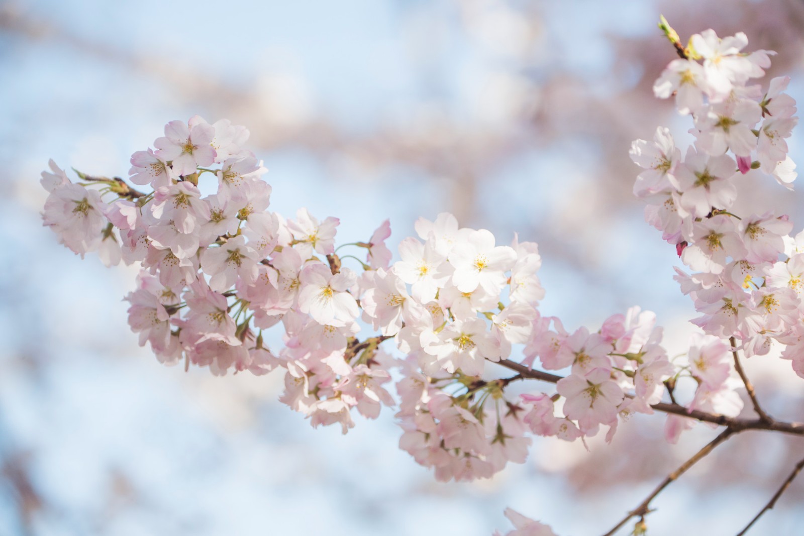 3月春来赏花热 近一周赏花游同比2021年增1.5倍